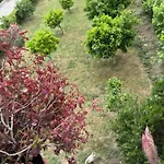 With Garden View Kamez